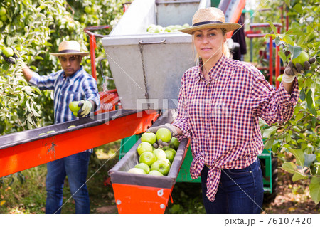 Woman gathering apples using sorting harvesting machine Woman gathering apples using sorting harvesting machine 76107420