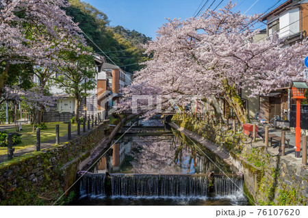桜が満開の城崎温泉 桜が満開の城崎温泉 76107620