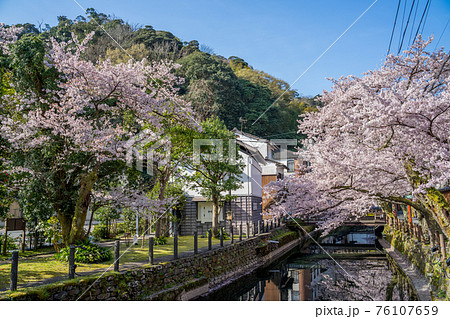 桜が満開の城崎温泉 76107659