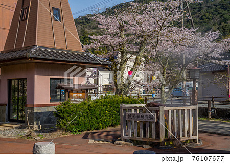 桜が満開の城崎温泉 源泉 桜が満開の城崎温泉 源泉 76107677