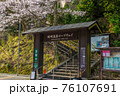 桜が満開の城崎温泉　ロープウェイ 76107691