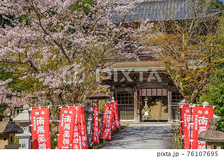 桜が満開の城崎温泉 温泉寺の写真素材