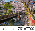 桜が満開の城崎温泉 76107700