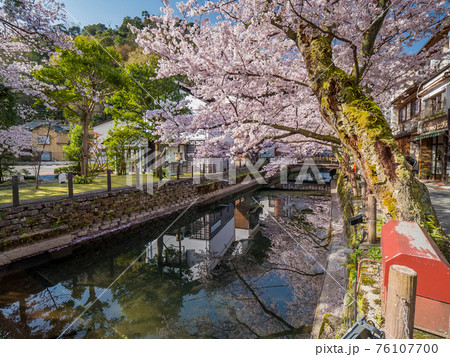 桜が満開の城崎温泉 桜が満開の城崎温泉 76107700