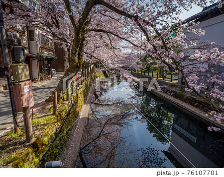 桜が満開の城崎温泉 76107701