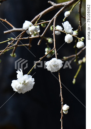 白花しだれ桃 76108062