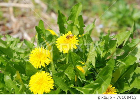 道端の草花（たんぽぽ） 76108415