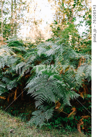 Green bushes of fern in the forest. Fern branches 76108543