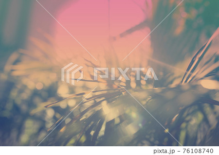 Green palm leaves with bokeh photo effect and inverted colors Green palm leaves with bokeh photo effect and inverted colors 76108740