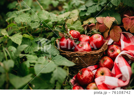 Red apples in basket, autumn garden, harvest time Red apples in basket, autumn garden, harvest time 76108742
