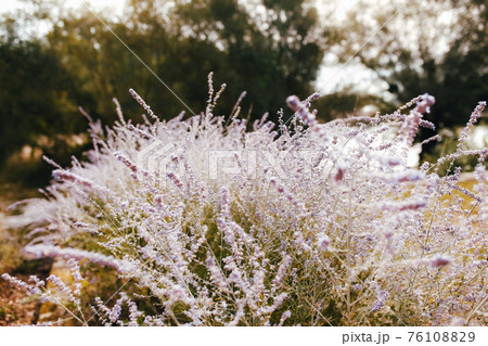 Purple lavender bush in nature. Evening time in forest 76108829