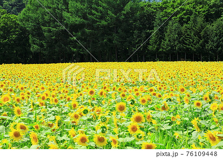 砂川　那須ファーム　ひまわり畑 76109448