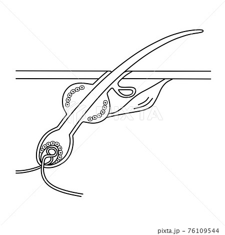 毛の断面図（イメージ） 76109544