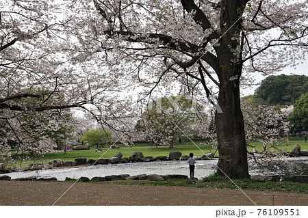 埼玉県さいたま市・見沼田んぼに咲く満開の桜の風景 埼玉県さいたま市・見沼田んぼに咲く満開の桜の風景 76109551