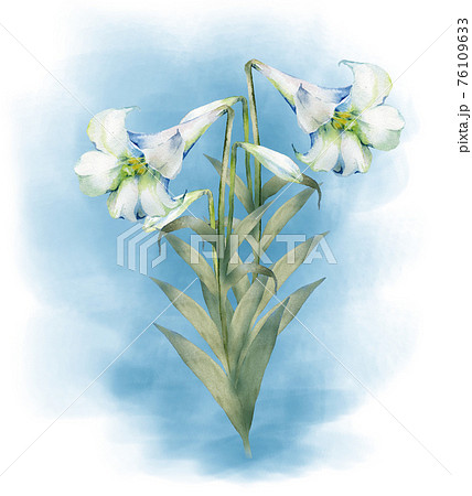 ユリの花の水彩画 76109633