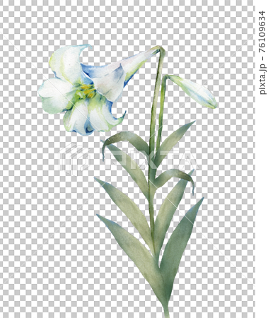 ユリの花の水彩画 76109634