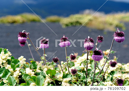 富士山に咲く大きなフジアザミの花 富士山に咲く大きなフジアザミの花 76109702