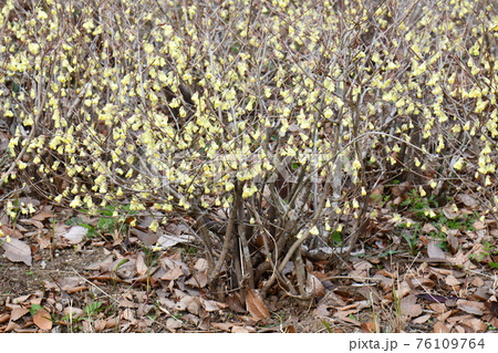 ヒュウガミズキ ヒュウガミズキ 76109764