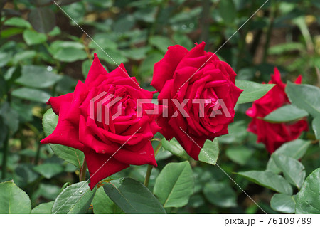 雨上がりのバラの花 （品種名 クリスチャン・ディオール）の写真素材