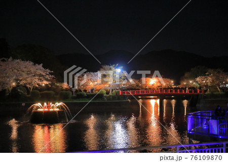 ライトアップされた満開の夜桜が美しい甘木公園の夜景の写真素材