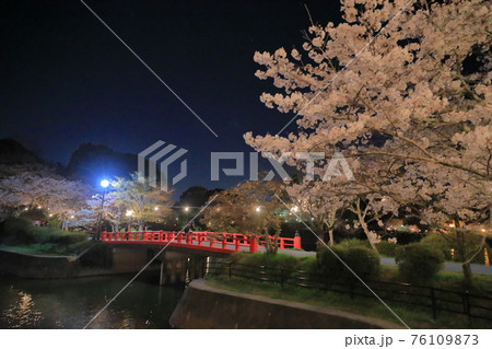 満開の夜桜が咲き誇る美しい甘木公園の景色の写真素材 満開の夜桜が咲き誇る美しい甘木公園の景色の写真素材