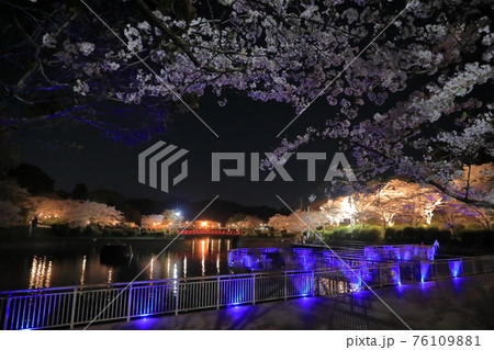 甘木公園のライトアップされた美しい満開の夜桜の写真素材