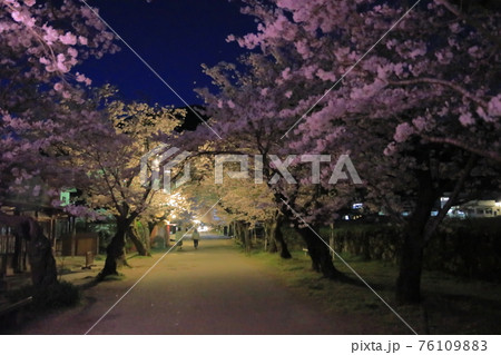 秋月杉の馬場の満開の艶やかな夜桜のトンネルの花見客 秋月杉の馬場の満開の艶やかな夜桜のトンネルの花見客 76109883