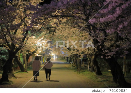 秋月杉の馬場の艶やかな夜桜のトンネルを散策する女性たち 76109884
