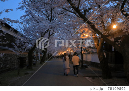 日が落ちたばかりの秋月杉の馬場の桜のトンネルを散策するカップル 日が落ちたばかりの秋月杉の馬場の桜のトンネルを散策するカップル 76109892