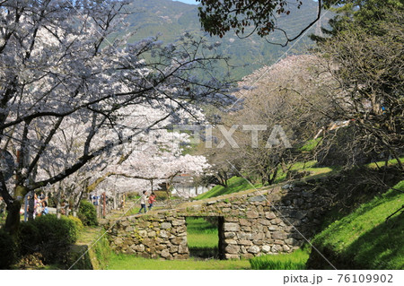 満開の桜が咲く秋月杉の馬場の石垣で遊ぶ子どもたち 76109902