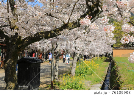 秋月杉の馬場満開の桜と菜の花 76109908