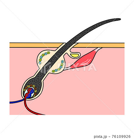 黒髪の断面図(イメージ図) 黒髪の断面図(イメージ図) 76109926