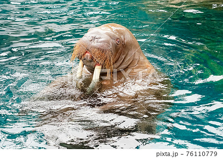 セイウチのショー(大分マリーンパレス水族館「うみたまご」) セイウチのショー(大分マリーンパレス水族館「うみたまご」) 76110779