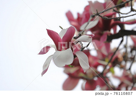 紫木蓮 シモクレン の花の写真素材