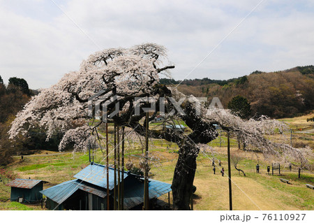 外大野のしだれ桜 茨城県大子町 外大野のしだれ桜 茨城県大子町 76110927