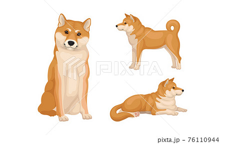 Shiba Inu as Breed of Hunting Dog from Japan in Different Poses Vector Set Shiba Inu as Breed of Hunting Dog from Japan in Different Poses Vector Set 76110944