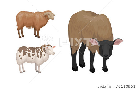 Sheep as Ruminant Domestic Mammal Kept as Livestock Vector Set 76110951