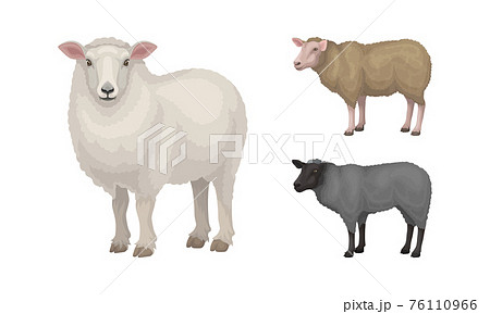 Sheep as Ruminant Domestic Mammal Kept as Livestock Vector Set 76110966