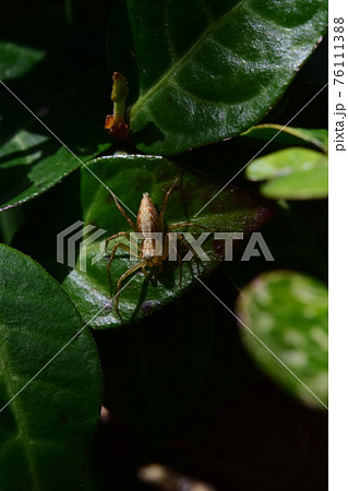 ササグモ 76111388