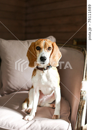 おしゃれなソファに座るビーグル犬の写真素材 おしゃれなソファに座るビーグル犬の写真素材
