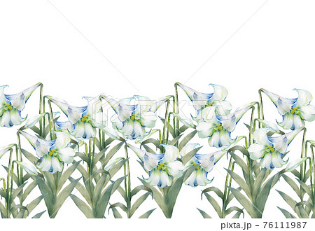 水彩のユリの花畑 水彩のユリの花畑 76111987