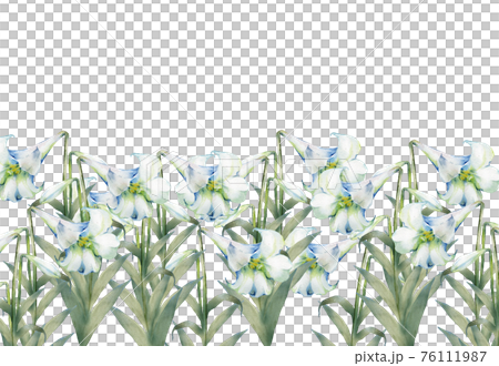 水彩のユリの花畑 水彩のユリの花畑 76111987