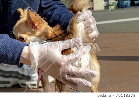 犬の校門絞りの写真素材