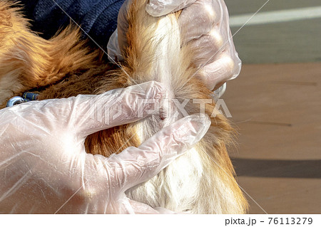 犬の校門絞りの写真素材