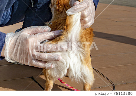 犬の校門絞り 76113280