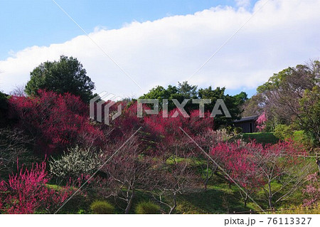 兵庫県南あわじ市　広田梅林ふれあい公園 76113327