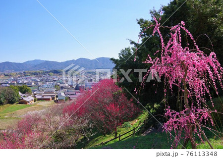 兵庫県南あわじ市　広田梅林ふれあい公園から見た風景 76113348