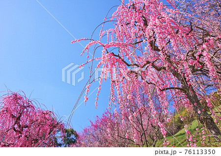 兵庫県南あわじ市　広田梅林ふれあい公園に咲くクラハシダレ 76113350
