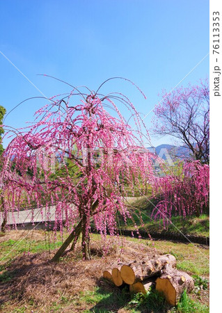 兵庫県南あわじ市 しだれ梅の咲く広田梅林ふれあい公園の写真素材