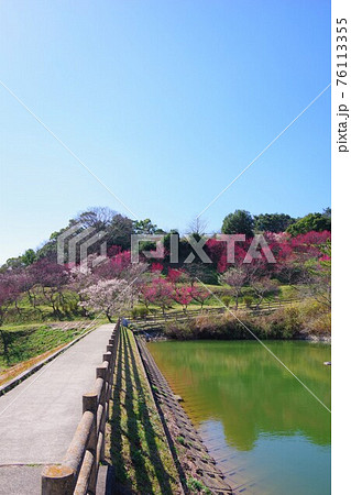 兵庫県南あわじ市 梅の咲く広田梅林ふれあい公園 兵庫県南あわじ市 梅の咲く広田梅林ふれあい公園 76113355
